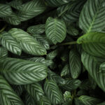 top-view-tropical-leaves